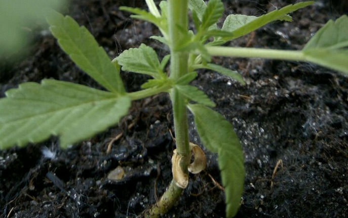 3-4 weeks old cotyledons yellow