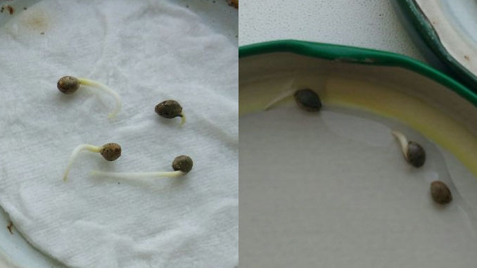 cannabis seeds germination rates experiment day 3