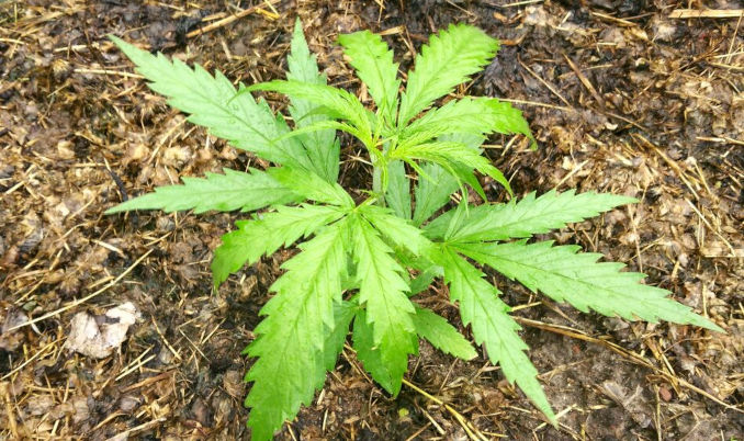cannabis seedling sativa green poison early version