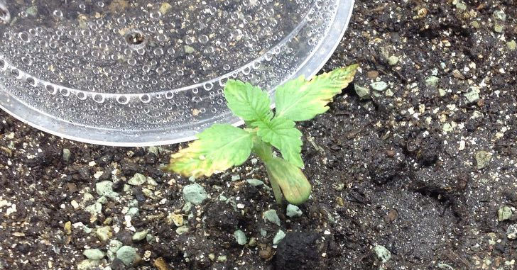 cannabis seedling problems: too much light