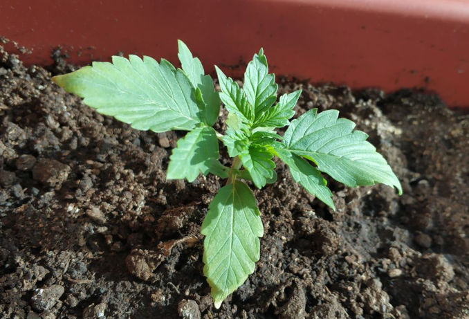 marijuana seedling problems: chronically overwatered plant