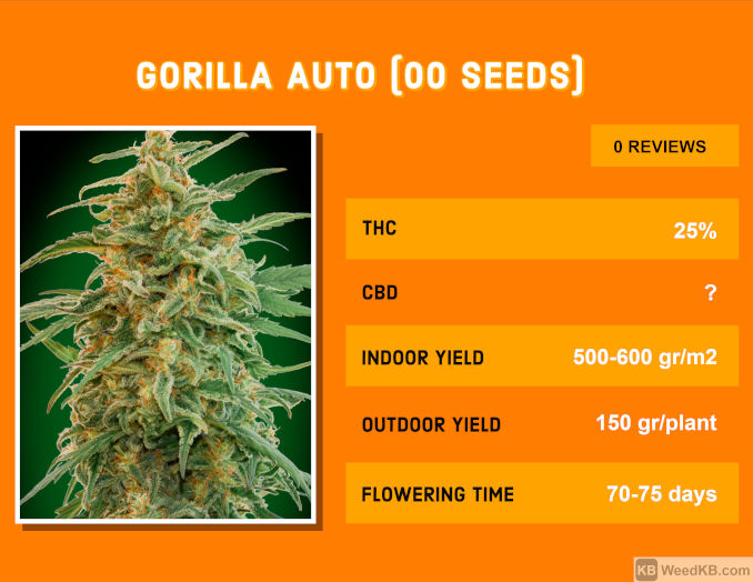 gorilla auto 00 seeds