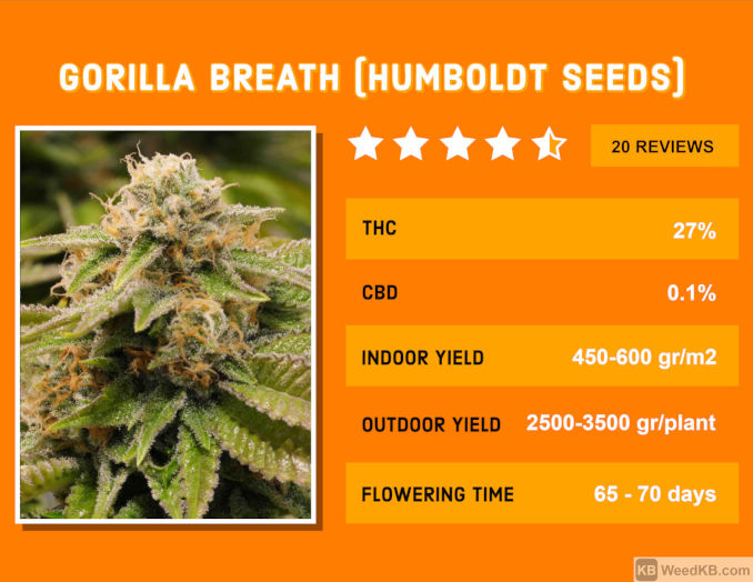 gorilla breath