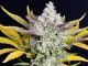 gorilla cookies auto strain