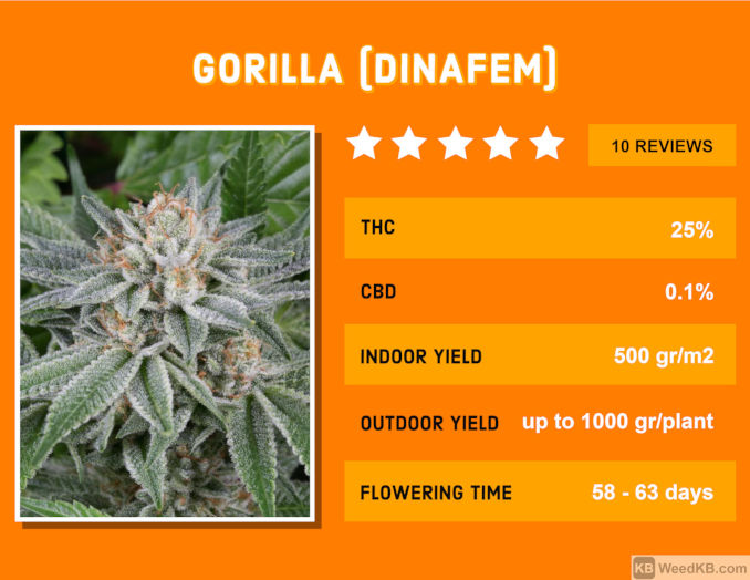 dinafem's gorilla glue strain review