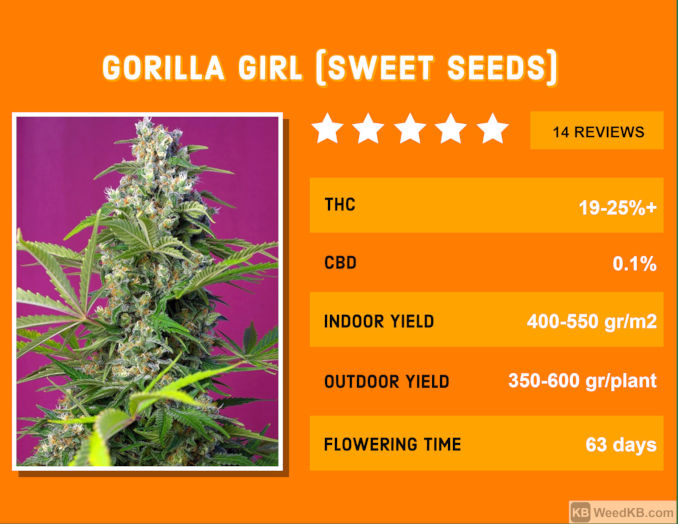 gorilla girl strain review