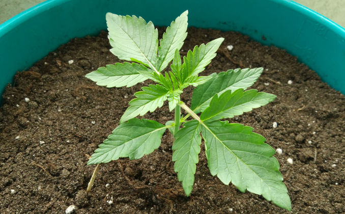 marijuana seedling day 11 green crack fastbuds