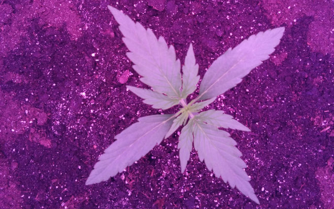 marijuana seedling day 10