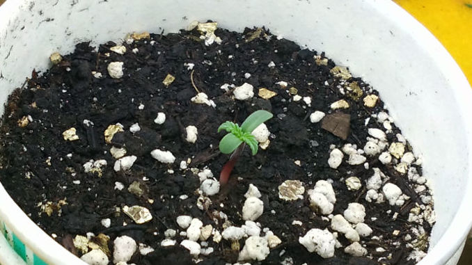 marijuana seedling day 2 cream caramel purple stem