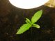 marijuana seedling growth day by day
