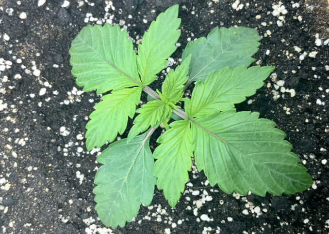 marijuana seedling indica
