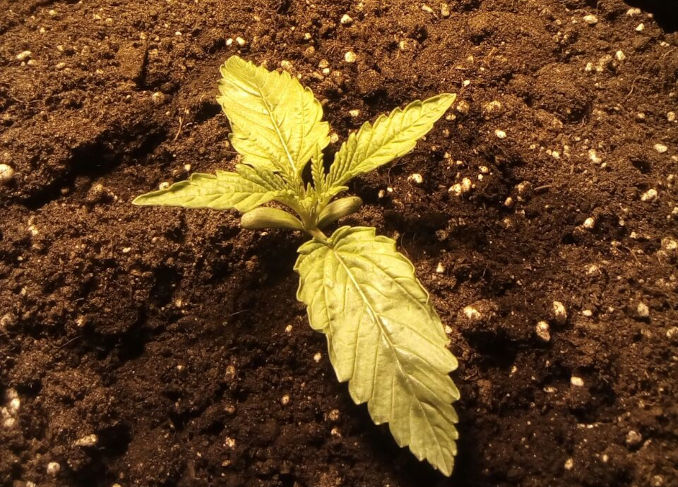 marijuana seedling leaf edges curling up