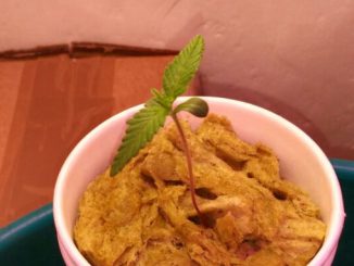 cannabis seedling care rockwool red stem