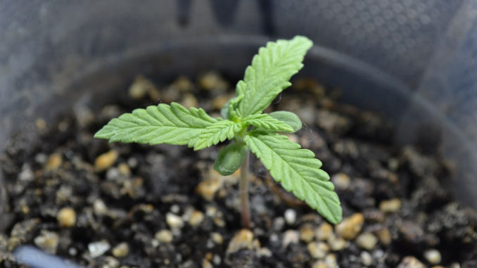 marijuana seedling with 3 leaves