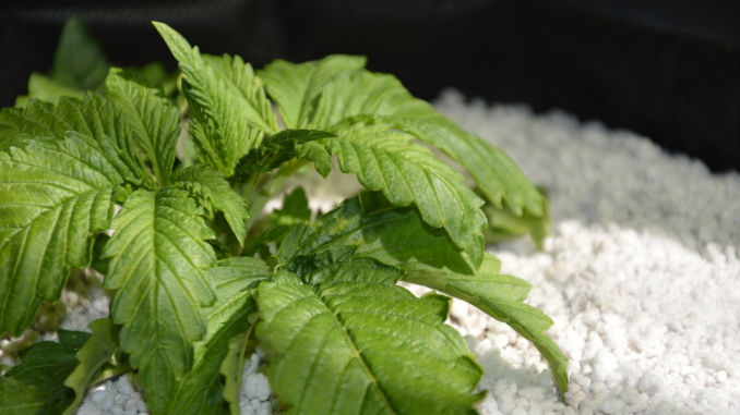 cannabis seedlings falling over