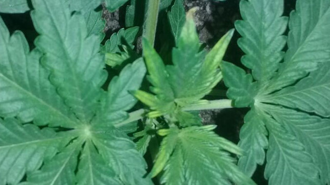 cannabis seedling problems: the plant top touched the light