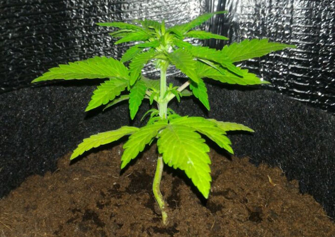 pot seedling nitrogen deficiency