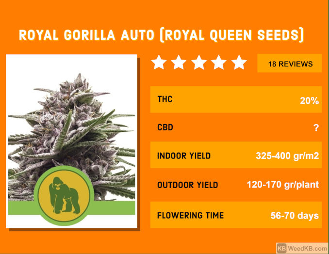 royal gorilla auto