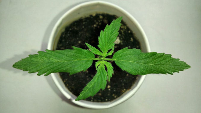 marijuana seedling mutation