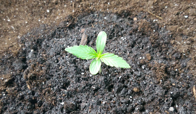 marijuana seedling day 4 six shooter fastbuds