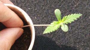 Cannabis Seedling Problems: How To Resolve Any Issues - Weed KB