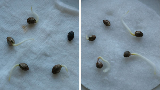 cannabis seeds germination between cotton disks or paper towels