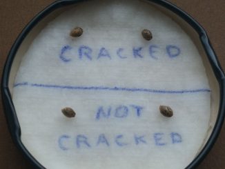 marijuana seeds cracked 0 hours