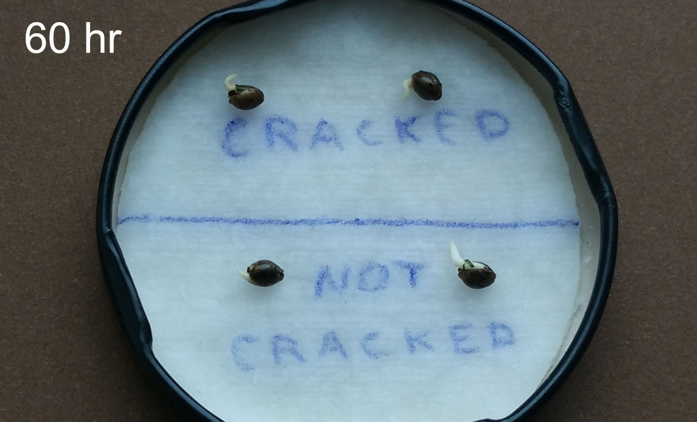 Cannabis seed cracker tool
