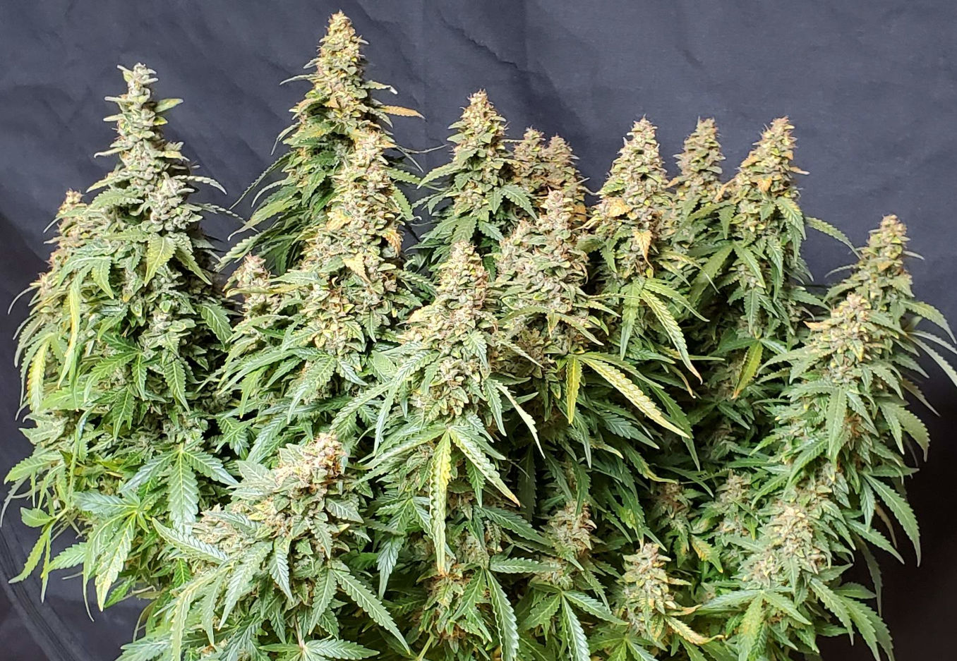 monster cropping many fat and dense colas