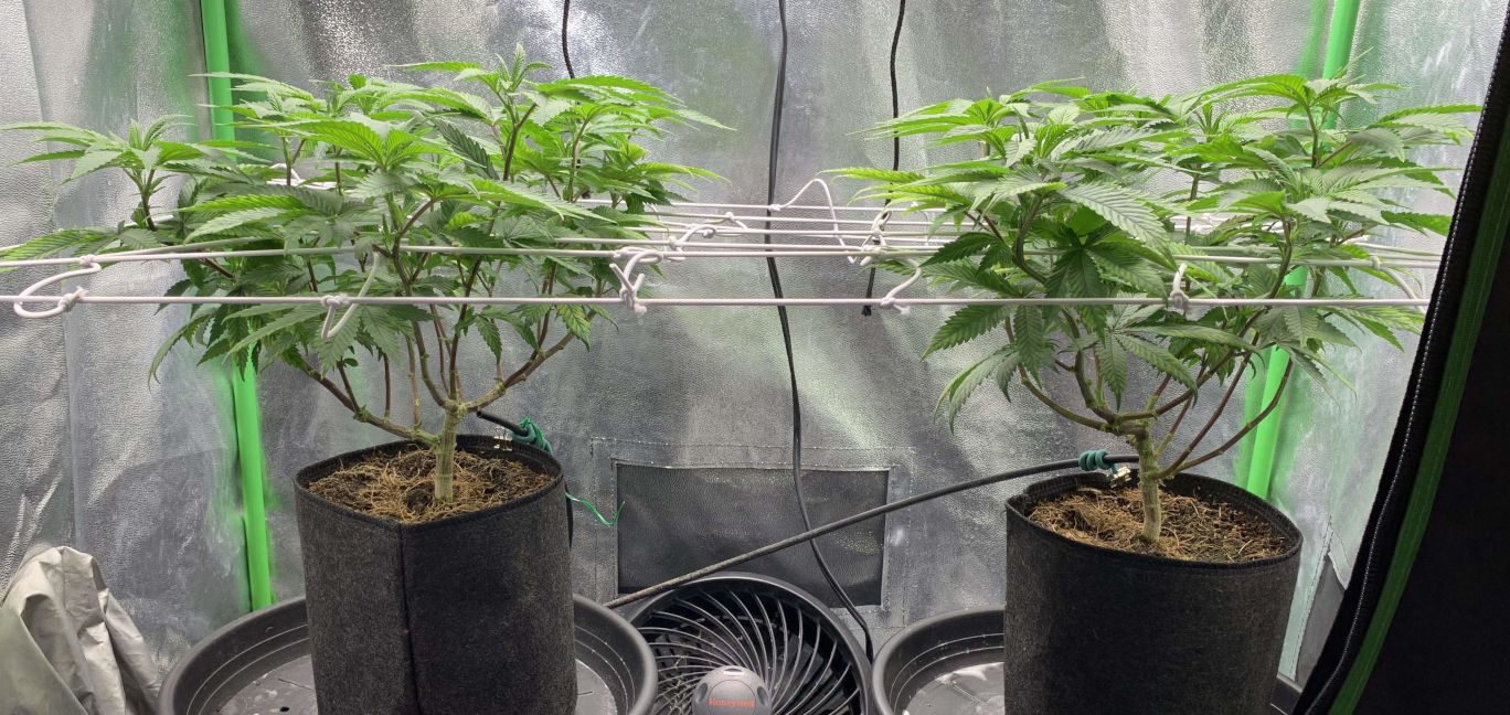 unknown indica monster cropped grow diaries