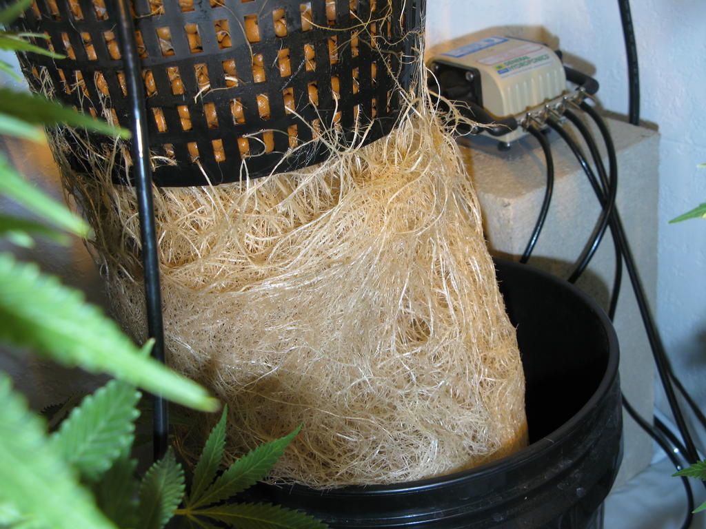 marijuana roots in hydro