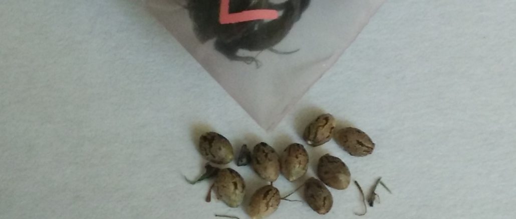 ziplock bag seeds