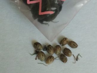 ziplock bag seeds