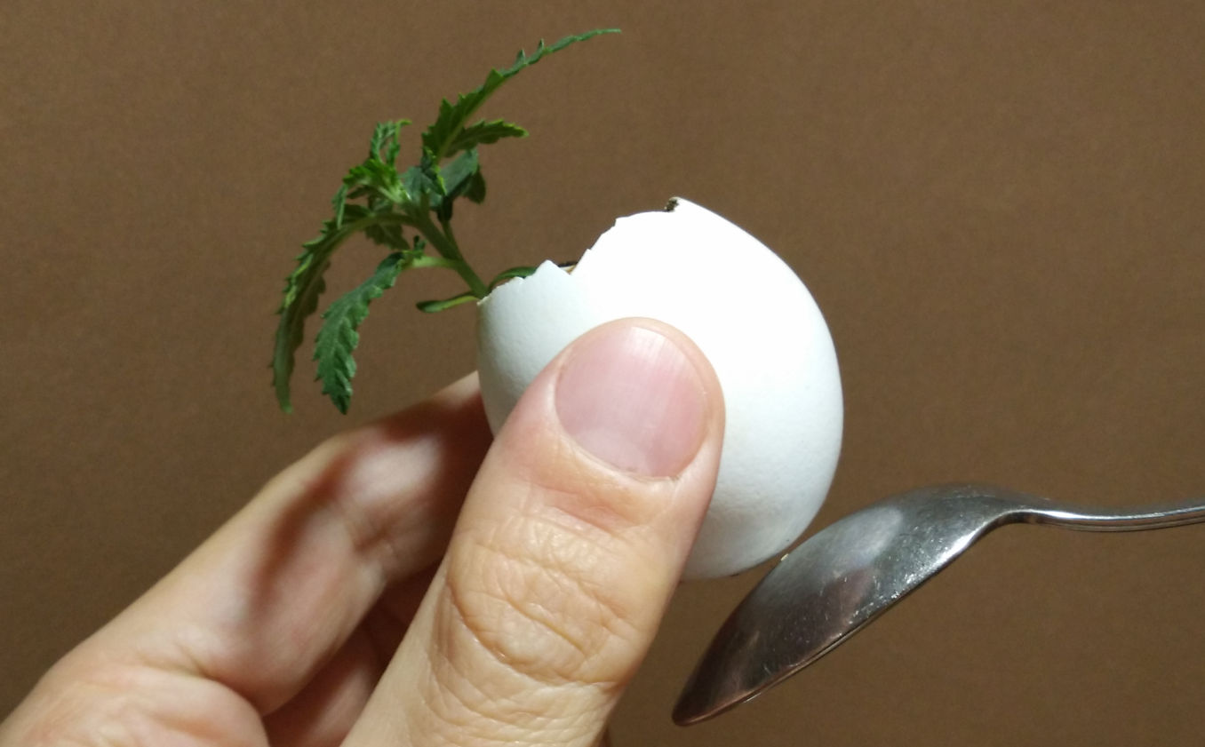 egg shells cannabis; crack the bottom with a spoon