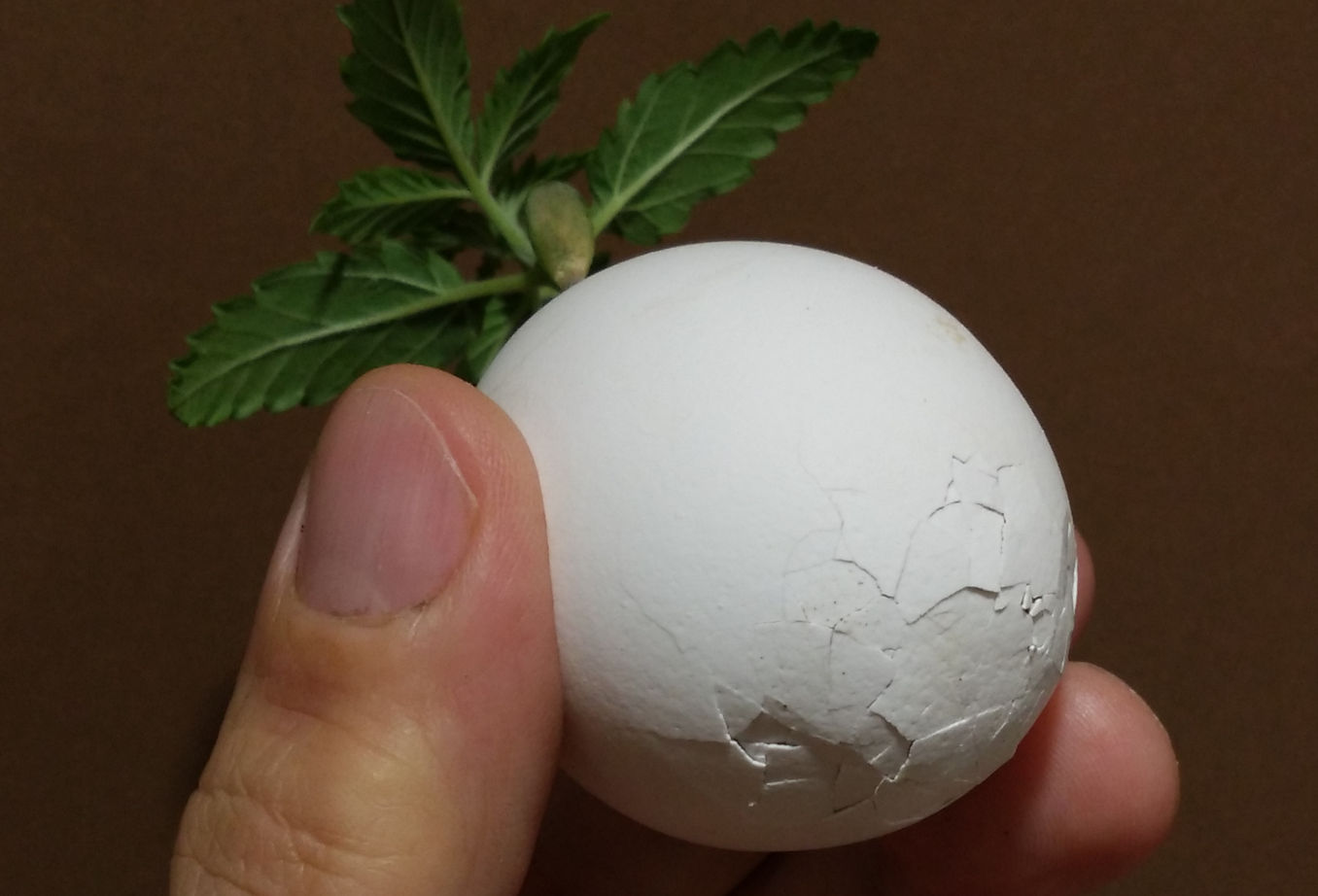 eggshells in weed plants; now remove the pieces oof the shell