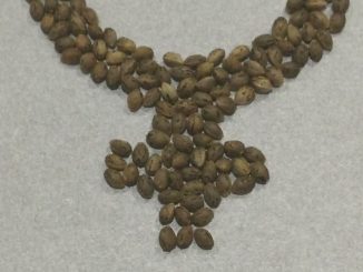 feminized seeds symbol
