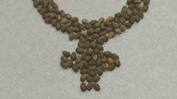 feminized seeds symbol