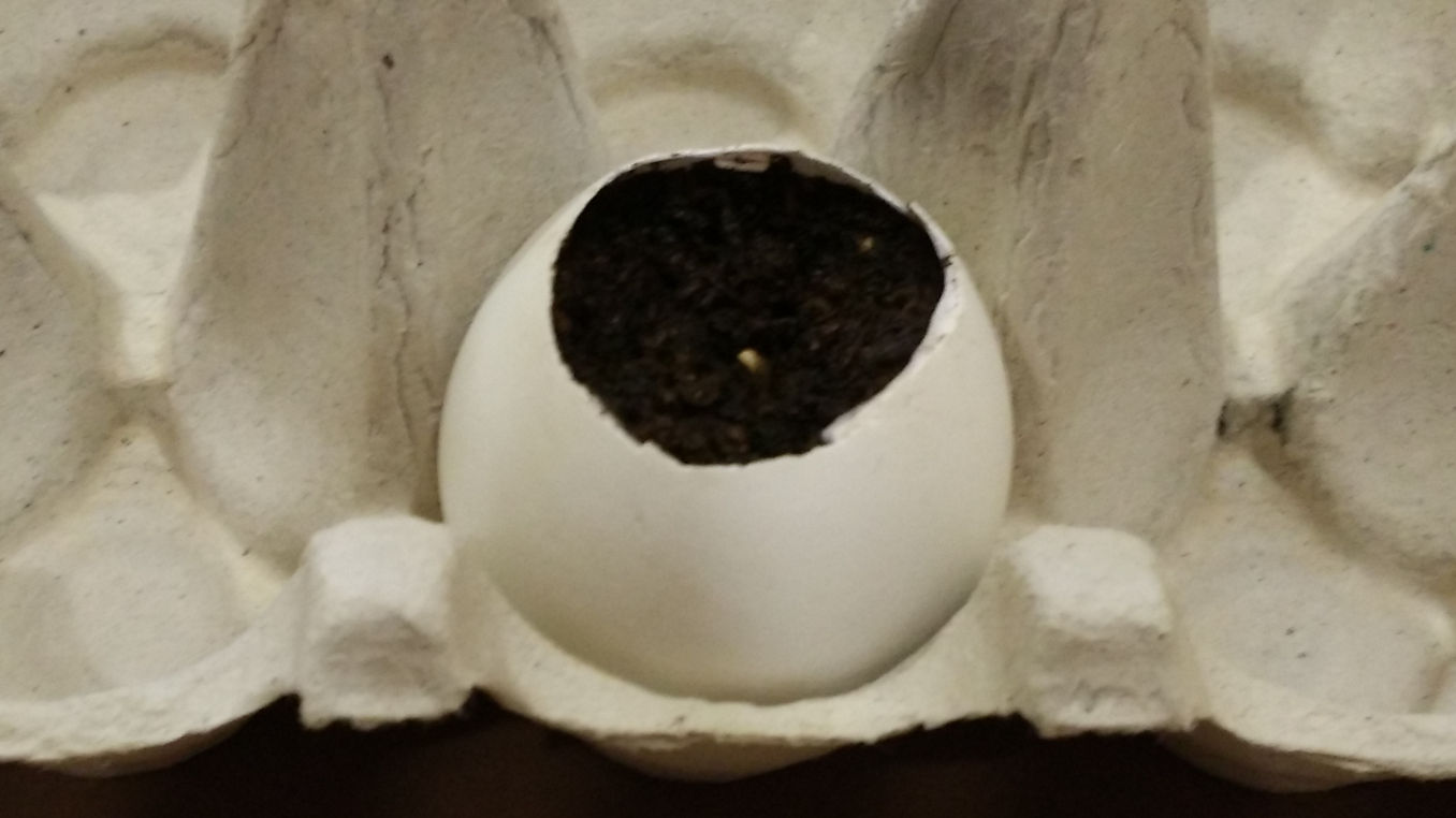 eggshells in cannabis soil