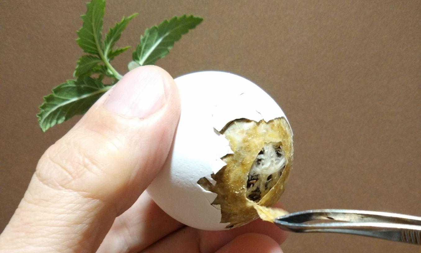 eggshells soil cannabis; remove the membrane