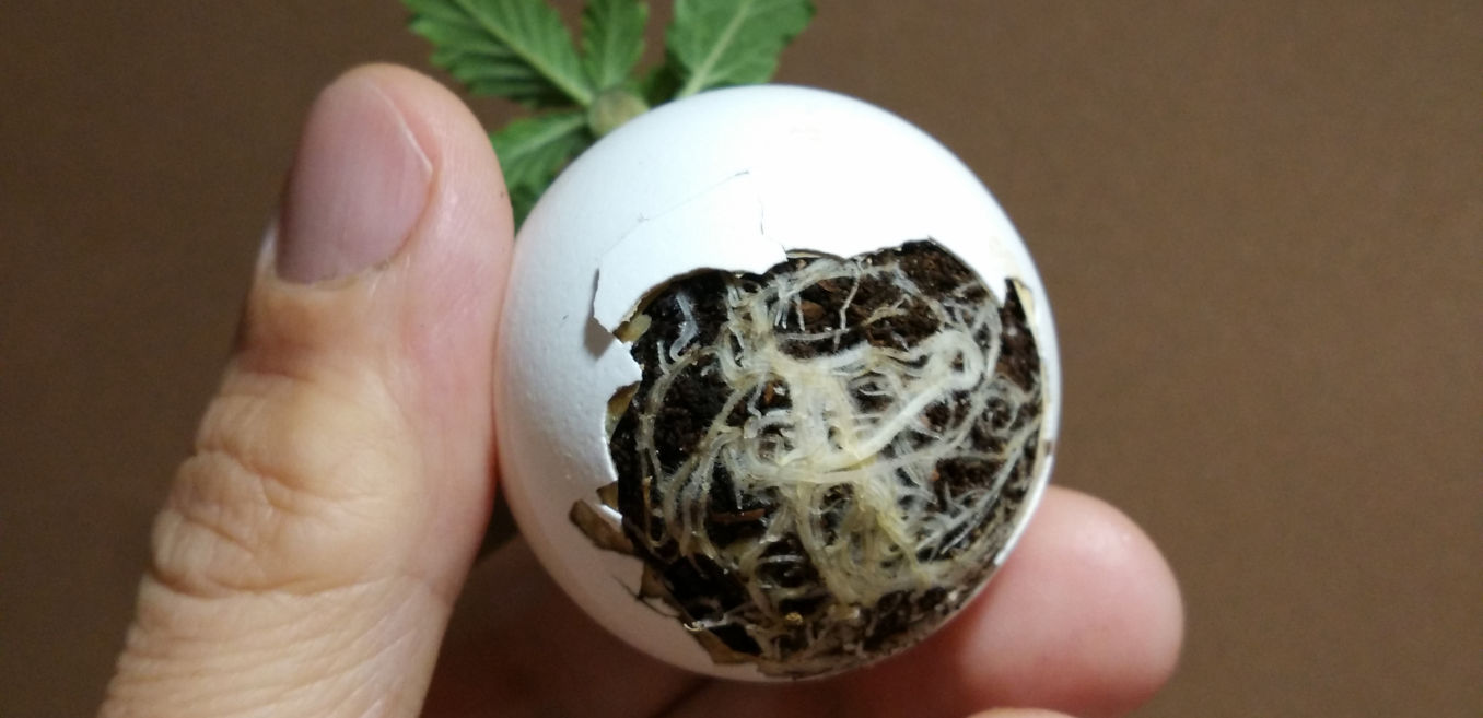 cannabis eggshells calcium source for future needs