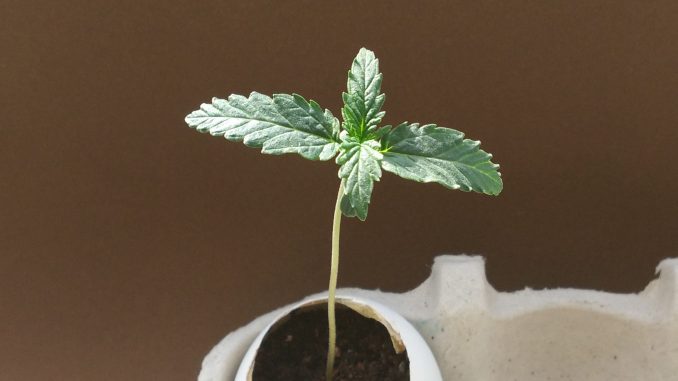 growing cannabis in eggshells; day 7