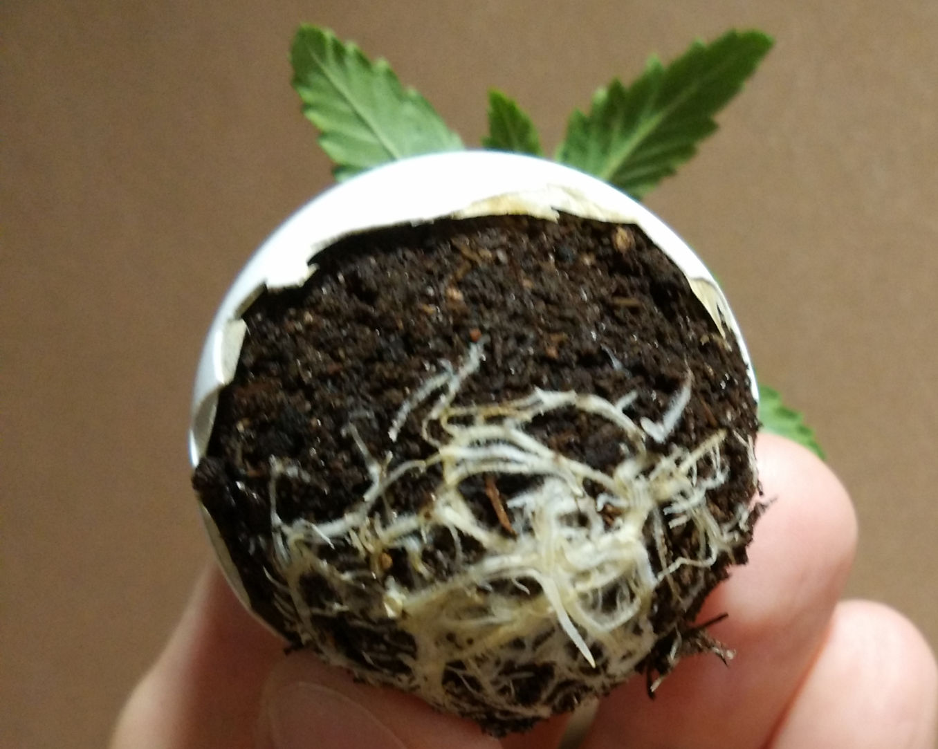 eggshells for marijuana is a source of calcium