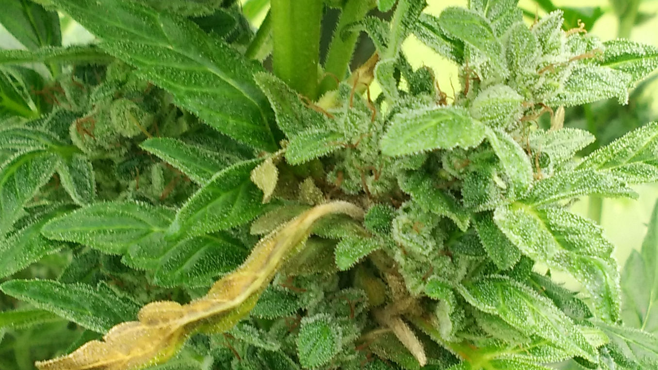 outdoor guerilla grow bud rot