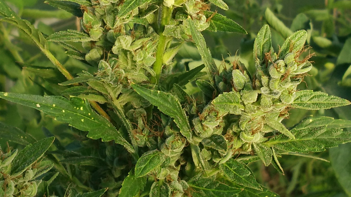 guerilla growing autoflower mature in the middle of summer