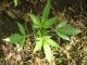 guerilla grow growing