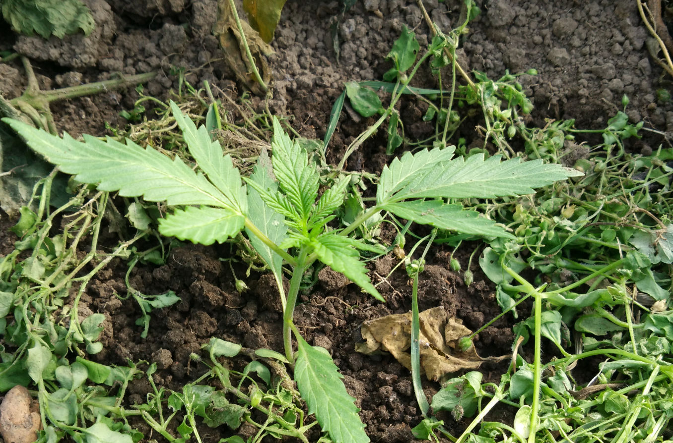guerilla weed grow seedling