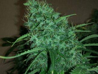 organic grow autoflower soil roots nutrients