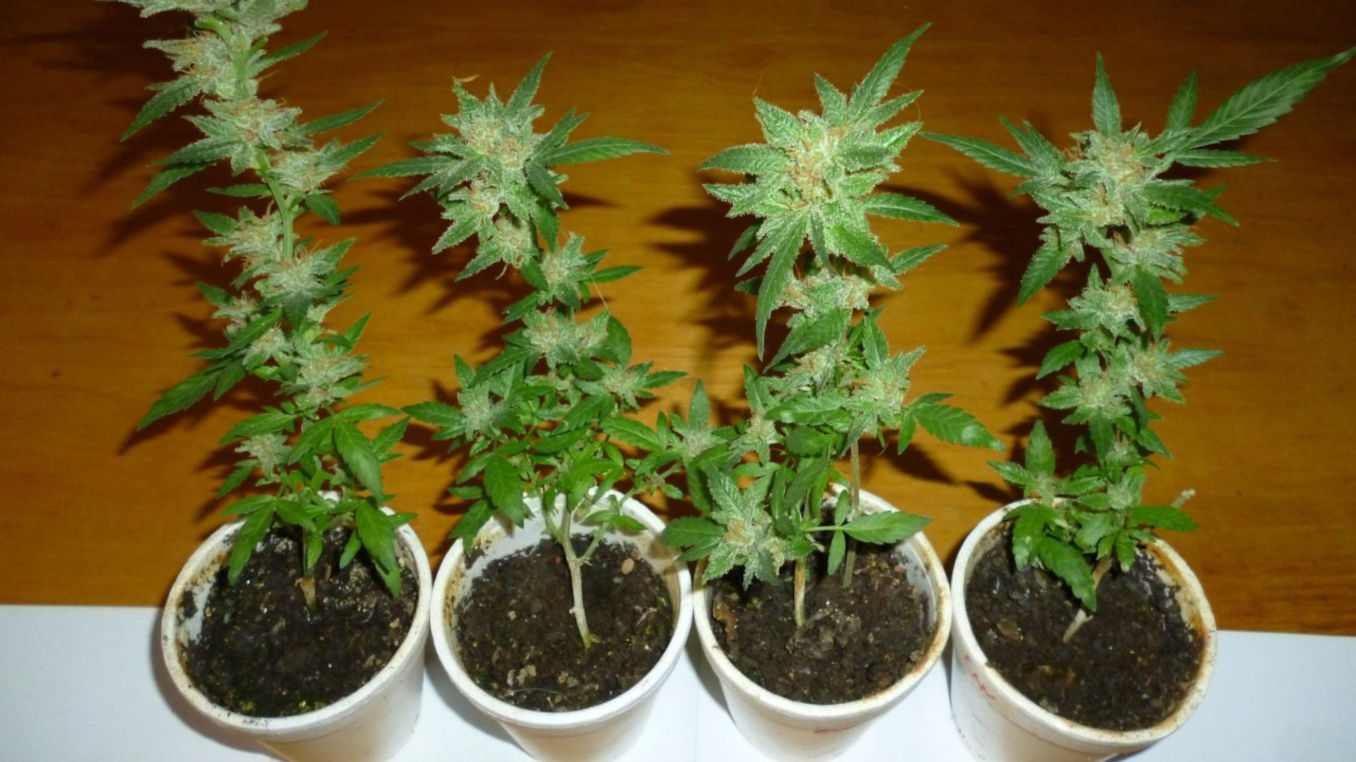 12/12 From Seed to Harvest: When to Choose This Method - Weed KB