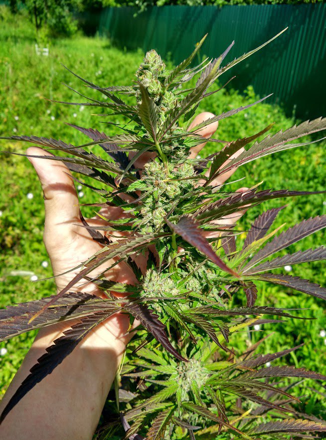 Growing cannabis in greenhouse vs indoor