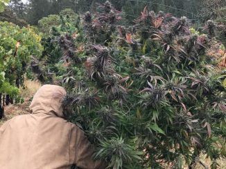 outdoor marijuana temperature range